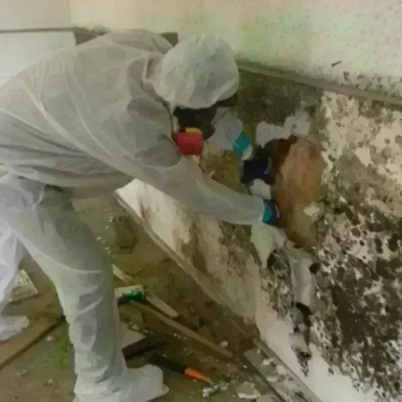 Mold Remediation and Removal in Barrington, IL